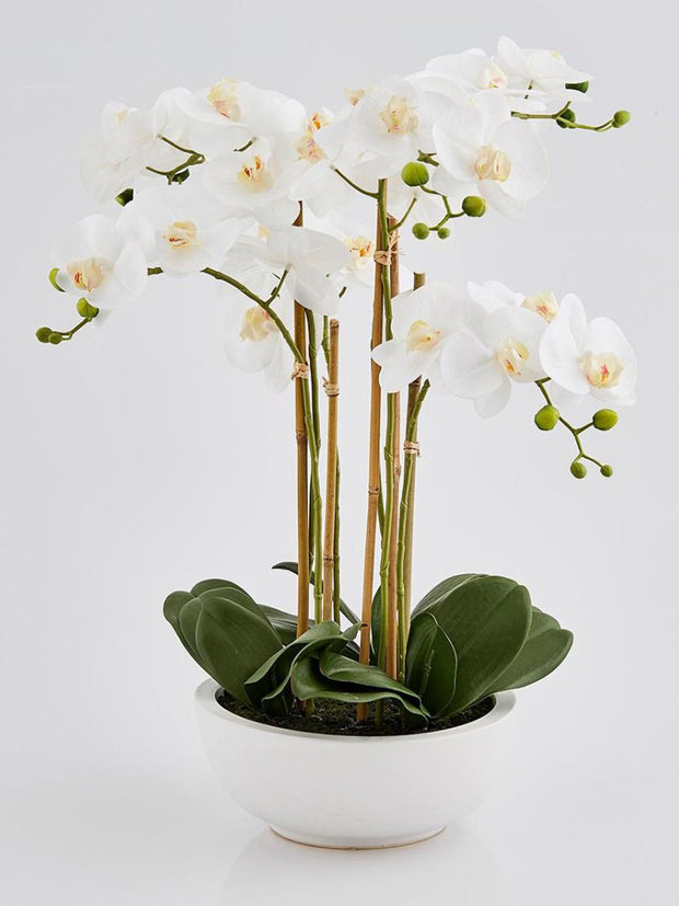 Orchidea m/ potte 64cm